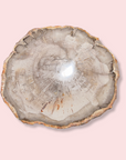 Petrified Wood Slice - Made in Mother Nature