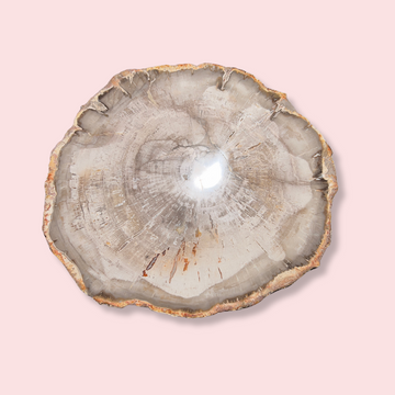 Petrified Wood Slice - Made in Mother Nature