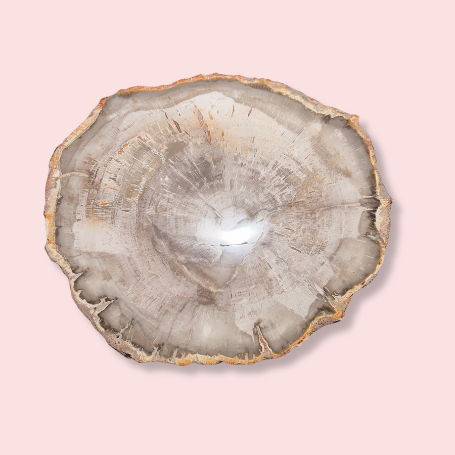 Petrified Wood Slice - Made in Mother Nature