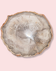 Petrified Wood Slice - Made in Mother Nature