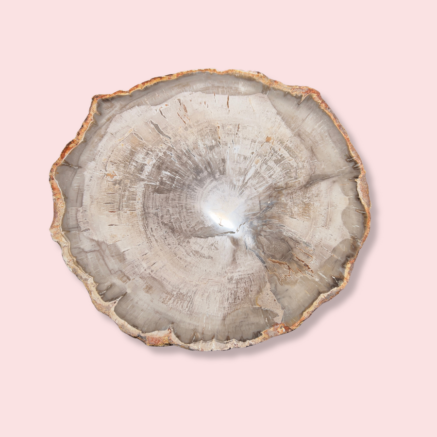 Petrified Wood Slice - Made in Mother Nature