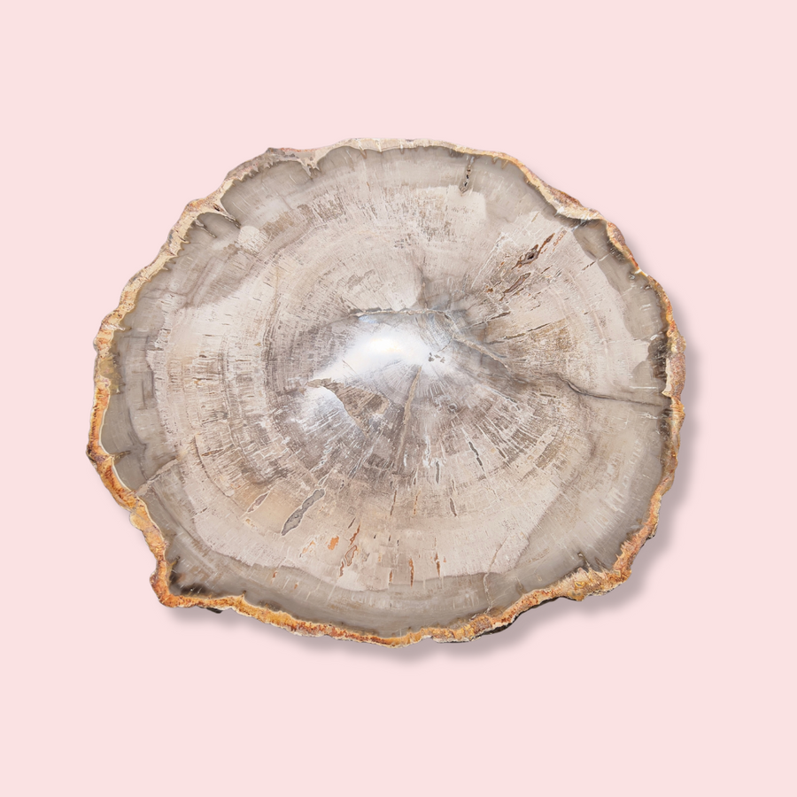 Petrified Wood Slice - Made in Mother Nature