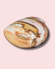 Beautiful Pink "Chocolate" Banded Petrified Wood Heart - Made in Mother Nature